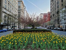 Scenic Shot Of The Yellow Tulips On Park Avenue In New York, US