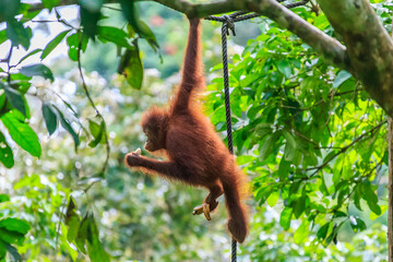 orangutans or pongo pygmaeus is the only asian great found on the island of Borneo and Sumatra