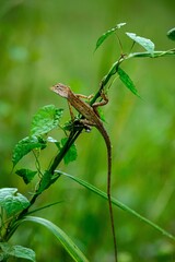 Wall Mural - Vertical shot of lizard with a long tail sitting on a branch with leaves on a blurred background