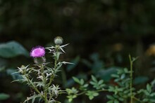 Selective Focus Shot Of A Purple Thistle Flower And Bud In A Garden