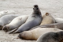 Closeup Of A Sunlit Sleeping Elephant Seals Lying On The Sandy Beach