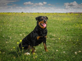 Rottweiler dog sitting in a beautiful green meadow