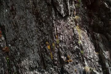 Closeup of a rock with plants on a sunny day in Kerry, Ireland