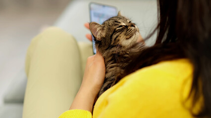 unrecognizable woman holding a tabby kitten and using a smart phone lying on a couch at home. close up video. relax at home after work