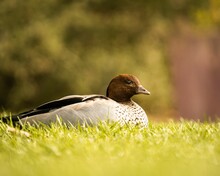 Closeup Of An Australian Wood Duck Sitting On Green Grass