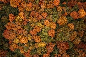 Red-Green-Yellow beech forest from above.