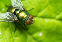 Closeup Of A Common Green Bottle Fly On A Green Leaf.