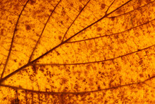 Backlit Autumn Leaf To Highlight The Structure. Macro Close-up Of Leaves Texture. Autumn Texture For Background. Autumn Atmosphere. Autumn Leaves Fallen From The Tree. Close Up Leave