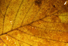 Backlit Autumn Leaf To Highlight The Structure. Macro Close-up Of Leaves Texture. Autumn Texture For Background. Autumn Atmosphere. Autumn Leaves Fallen From The Tree. Close Up Leave