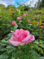 Sticker - Closeup shot of a pink garden rose blooming among green leaves in the garden