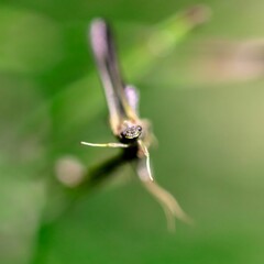 Wall Mural - Macro shot of a dragonfly