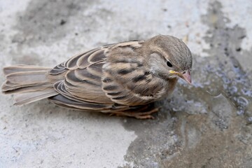 Closeup shot of a brown common sparrow bird perched on the floor