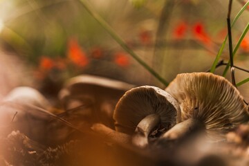 Poster - Closeup shot of small mushrooms growing in a forest in autumn on a blurred background