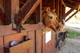 Fototapeta  - Koń w drewnianym boksie, głowa końska.