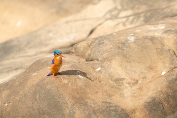 Wall Mural - Closeup shot of Common kingfisher bird on a stone in Kruger National park