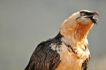 Sticker - Portrait of a scary screaming bearded vulture bird