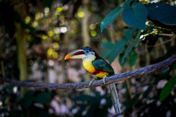 Wall Mural - Closeup of a Curl-crested Aracari bird perched on a tree branch