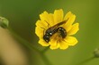 Macro shot of a yellow masked bee on a yellow flower