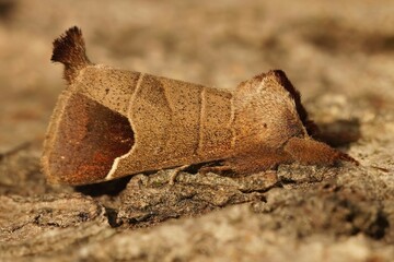 Poster - Macro shot of a Bruine wapendrager on a wooden surface