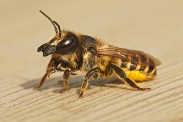 Poster - Macro shot of European wool carder bee on wooden surface