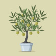Vector illustration of a potted olive tree