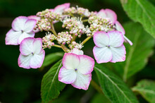 Closeup Of A Hydrangea Plant Beginning To Bloom With Pink Edged White Flowers In A Summer Garden
