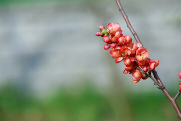 Wall Mural - Blooming japanese chaenomeles