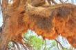 Communal nest of sociable weavers, Namibia.