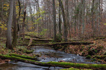 A lovely little river in a forest, autumn scenery