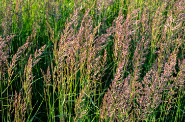 Sticker - Calamagrostis epigejos grows in the wild.