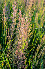 Sticker - Calamagrostis epigejos grows in the wild.