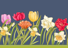 White Daffodils And Tulips Flowers, The Early Spring Flowers. Seamless Border Pattern, Linear Ornament, Ribbon Vector Illustration. In Botanical Style