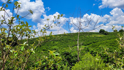 coffee plantation on a rural property in Brazil