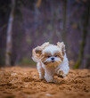 shih tzu dog runs on the sand in the park