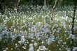 Mnóstwo kwitnącej wełnianki wąskolistnej w rezerwacie torfowiskowym Bagno Przecławskie 