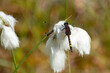 Ważka zalotka większa siedząca na kwiatach wełnianki wąskolistnej w rezerwacie torfowiskowym Bagno Przecławskie