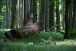 Powalone stare drzewo w bukowym lesie w rezerwacie przyrody Buczyna w Cyrance na Płaskowyżu Kolbuszowskim