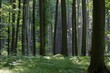 Cienisty bukowy las w lecie w rezerwacie przyrody Buczyna w Cyrance na Płaskowyżu Kolbuszowskim