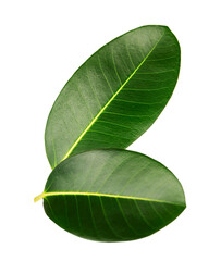 Wall Mural - Two ficus leaves isolated on white background