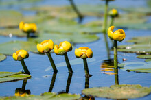 Yellow Flowers In The Pond Free Stock Photo - Public Domain Pictures