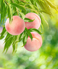 Wall Mural - bunch of orange peach with leaf on green natural garden blur background, sweet orange peach fruit on