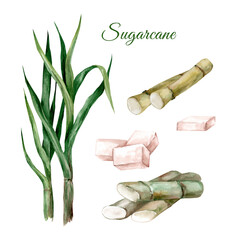 Sugar cane with leaves. Set of watercolor hand drawn illustrations isolated on white background.