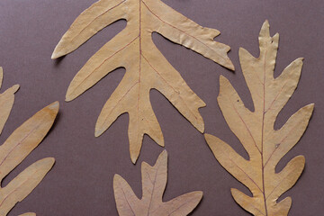 Sticker - brown oak leaves on dark brown paper