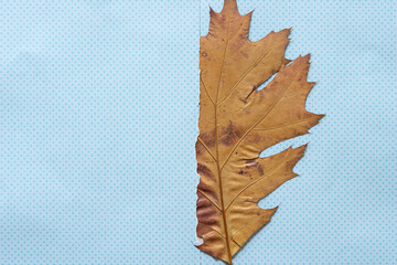 Sticker - dried oak leaf partly tucked inside a torn sheet of scrapbooking paper