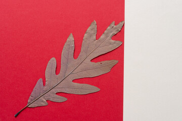 Wall Mural - autumn oak leaf isolated on red and beige paper