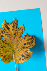 Wall Mural - autumn grape leaf isolated on blue paper (macro lens, particular focus)