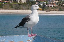 Seagull On The San Clemente Pier In Orange County, California, USA