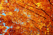 Bright orange and yellow leaves turning vivid colors against a blue sky on a fall day near Minneapolis Minnesota USA