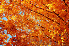 Bright Orange And Yellow Leaves Turning Vivid Colors Against A Blue Sky On A Fall Day Near Minneapolis Minnesota USA