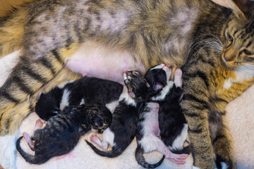 Mother cat and baby cats. Domestic cat female protecting her five 1 day old kittens in a cardboard box. Small newborn cat babies breastfeeding on mommy. Cat nursing her little kittens, close up